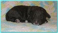 Gizzie Ripley puppies 1 week old 032