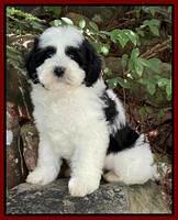 Burnette family (Guardian) Checkers: 8 week weight 5 lb 7 oz ( black and white parti)