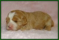 Jetta Banks pups 2 wk old 121