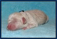 Jetta Benz Newborn pups 24