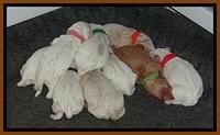 Jolie Buster puppies newborn 9 191