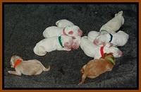 Jolie Buster puppies newborn 9 201