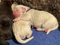 Kenzie Dansby pups newborn 131