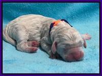 Kenzie Dansby pups newborn 141