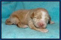 Laynie Camo pups 1 wk old31