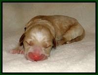 Laynie Benz pups Newborn 6112