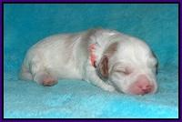Laynie and Benz pups 1 wk old 1025