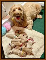 Millie Newborn puppies 121