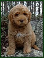 Coulee Labradoodles Canada: Future Stud hopeful