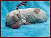 Rosie Gambler newborn pups 181