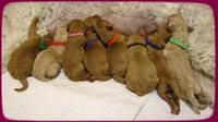 SR pups newborn row day 1 24