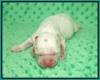 Sundae Camo pups Newborn 51