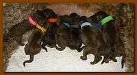 Tara Rascal Newborn pups 6 3 10 004