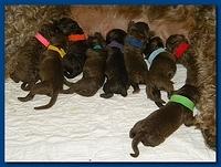 Tara Rascal Newborn pups 6 3 10 008