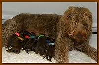 Tara Rascal Newborn pups 6 3 10 009