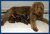 Tara Rascal Newborn pups 6 3 10 010