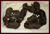 Tara Rascal puppies 10 days old group 002
