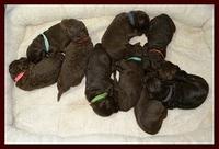 Tara Rascal puppies 10 days old group 004