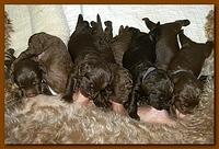 Tara Rascal puppies 10 days old group 009
