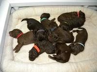 Tara Rascal puppies 10 days old group 013