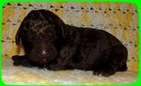 TH pups 1 wk old 6
