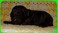 TH pups 1 wk old 8