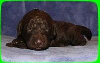 TH pups 2 wks old 8