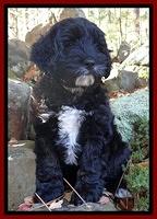 "Chesney" Ladd Hill Labradoodles future stud
