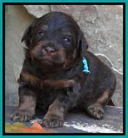 Shelby Armani pups 3 wks old 221