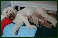 Ivory Talon pups newborn 1 day old 11