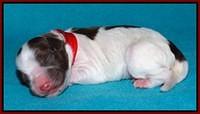Sandi Texas pups newborn 1 day old161