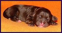 Shelby Duke Newborn puppy 161