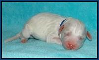 Gem Pitch Newborn pups 61