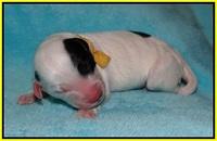 Jetta Texas Newborn pups 154