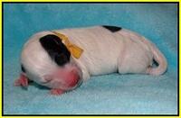 Jetta Texas Newborn pups 164