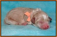 Callie Parson pups newborn 101