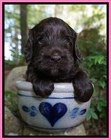 BB Marlow pups 4 wks old 91