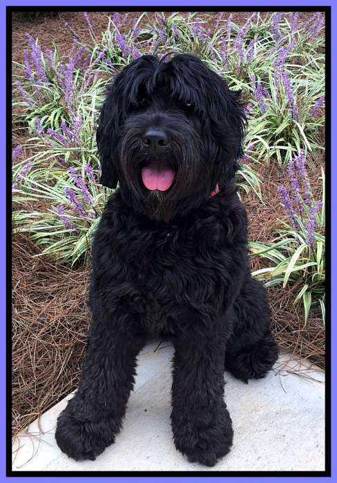 Southern Charm Labradoodles - American Labradoodle puppy Breeder, American and Australian Labradoodle puppies For Sale in Australian and American Labradoodle Dog Breeders Georgia - females