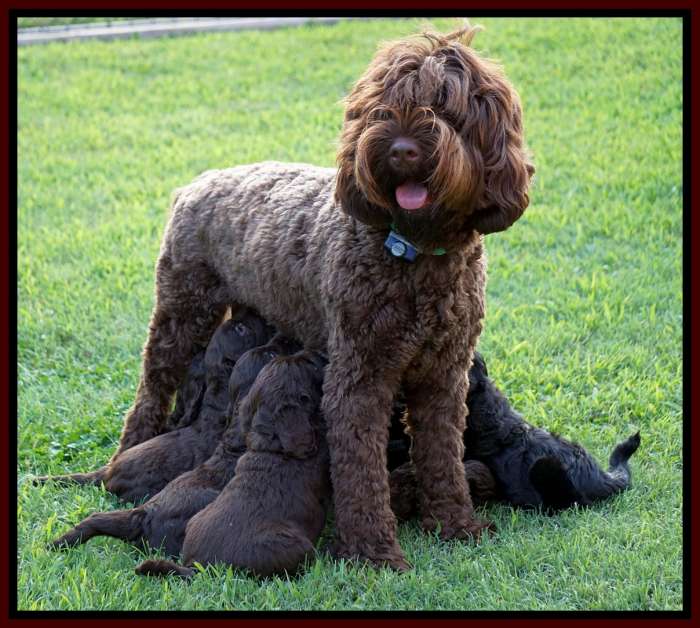 labradoodle puppies for sale near me
