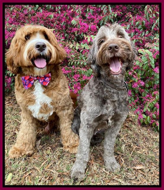 C and F in front of peddilums