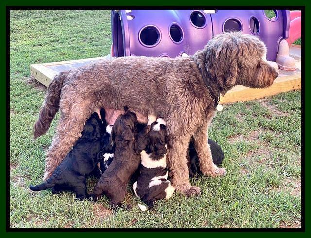 Cayman Flynn pups 5 wks old 31
