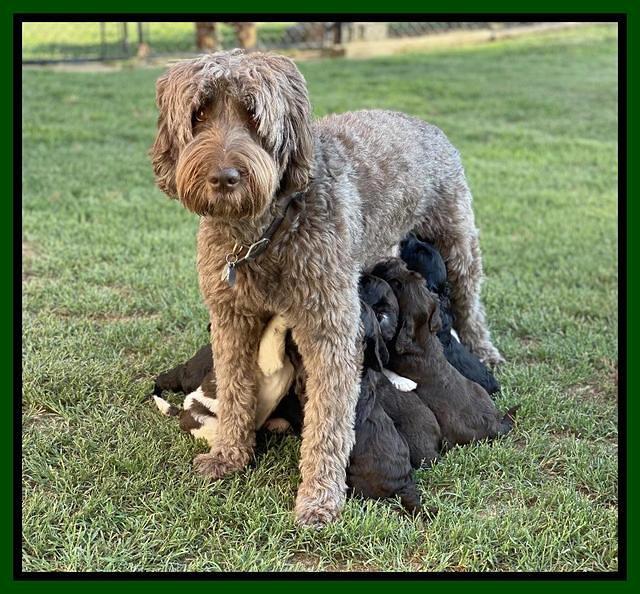 Cayman Flynn pups 5 wks old 51