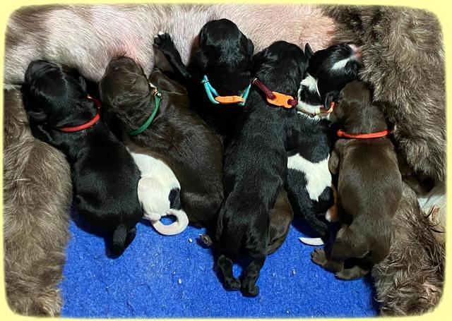 Caymnan Flynn Newborn group 41