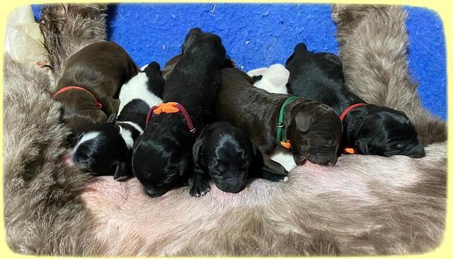 Caymnan Flynn Newborn group 51