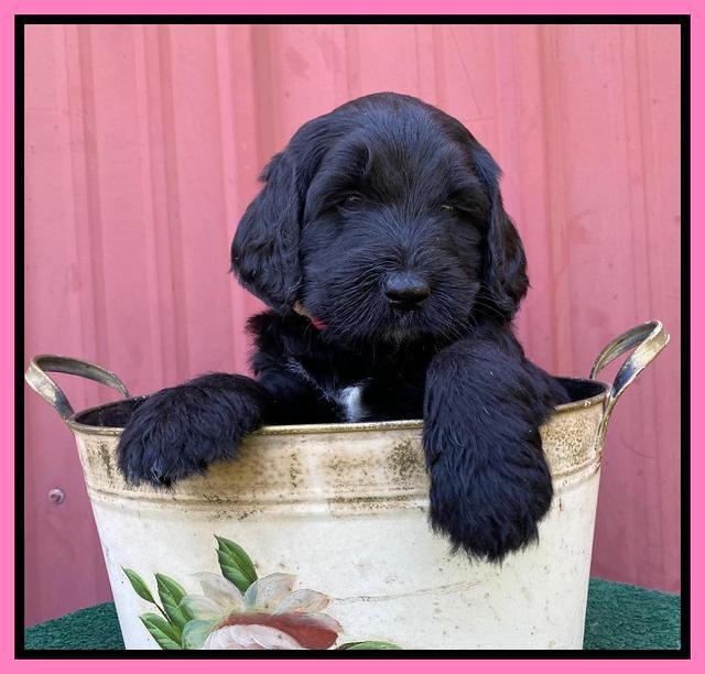 Cayman Flynn pups 5 wks old 111