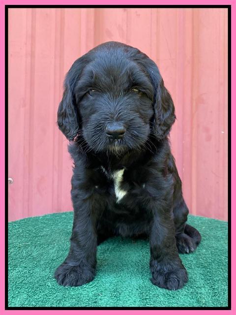 Cayman Flynn pups 5 wks old 71