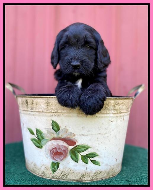 Cayman Flynn pups 5 wks old 91