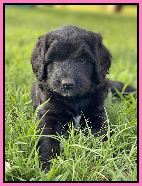 Cayman Flynn pups 6 wks old 31