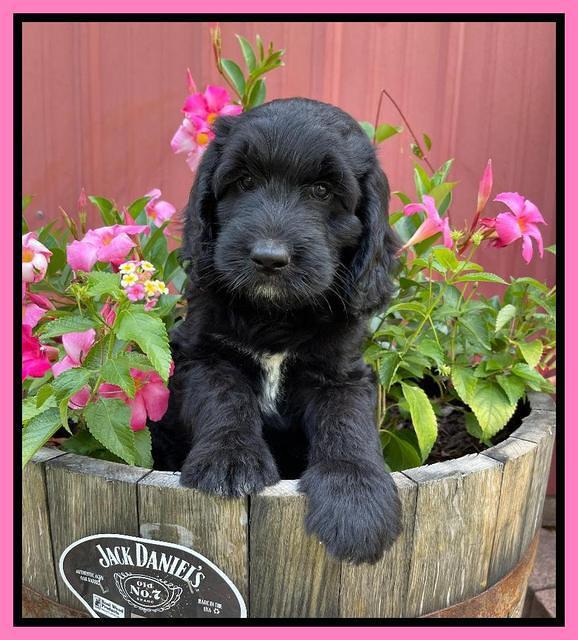 Cayman Flynn pups 7 wks old 61