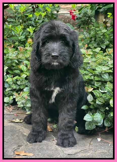 Cayman Flynn pups 8 wks old 13100